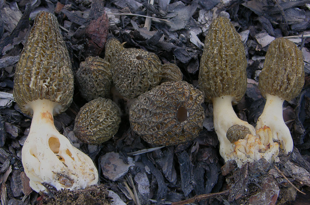 Morchella conica var.costata.